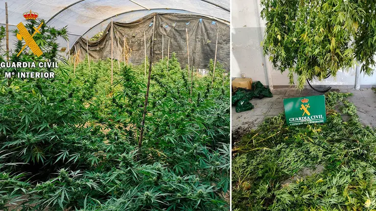 Marihuana que se ha incautado la Guardia Civil en diferentes puntos de Navarra. CEDIDA