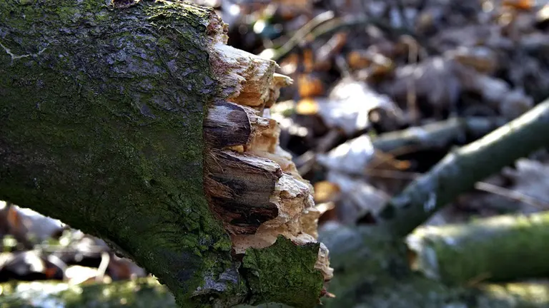 Un tronco de árbol roto