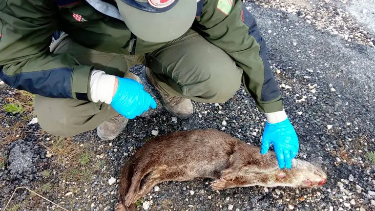 Personal de Guardería Forestal comprueba el estado de la nutria atropellada en pleno centro de Pamplona. GUARDERÍO FORESTAL