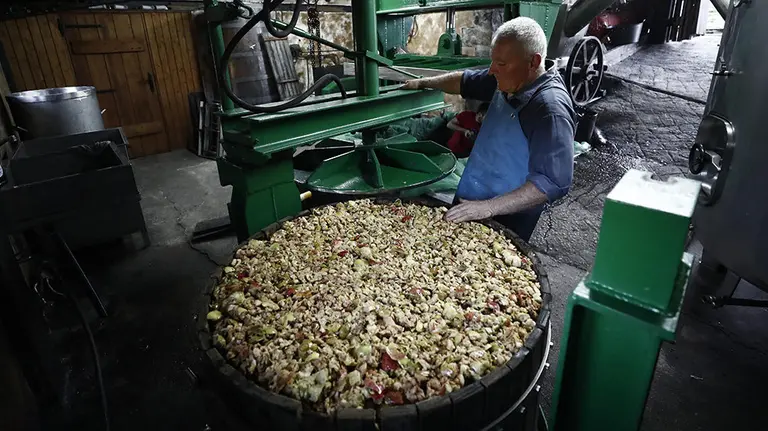 GRAF5684. BERUETE (NAVARRA), 10/11/2018.- Los productores de sidra artesana de Navarra están ya atareados en el procesamiento de las diferentes variedades de manzana con las que elaborarán esta deliciosa bebida cuya degustación comenzará en el mes de enero al grito del tradicional "¡Txoxt¡". Este es el caso de Angel (imagen) y su hijo Manu de la localidad navarra de Beruete que, tras lavar la manzana, machacar el fruto sin triturarlo, para que la pepita quede entera y la piel quede en la pasta obtenida, colocan la manzana en una maquina hidráulica para su prensado y obtener de esta manera el zumo que tras su fermentación en las barricas se convertirá en la apreciada sidra artesana. EFE/Jesús Diges