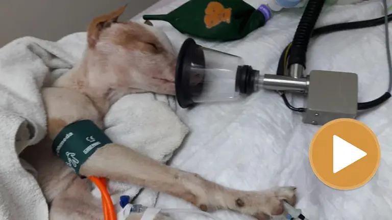 Imagen del perro maltratado en Puente la Reina player FACEBOOK BASATI