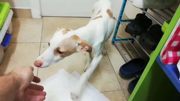 El perro apaleado Makil se recupera en la asociación Basati FACEBOOK BASATI