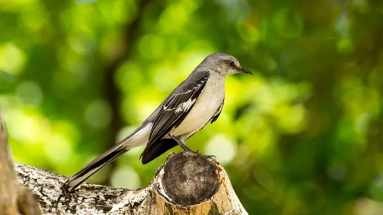 Un ruise&ntilde;or se posa sobre una rama.