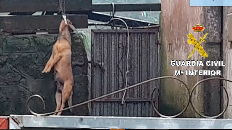 El perro ahorcado en la finca. EUROPA PRESS