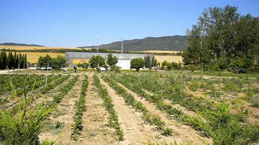 Imagen de un terreno de la finca Josenea JOSENEA