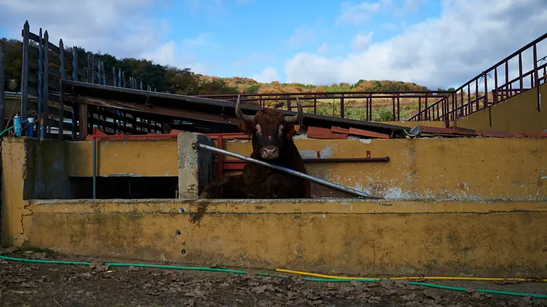 Día de trabajo en la Finca de la Tejería de la Ganadería Reta en la que han enfundado toros y vacunado lotes. MIGUEL OSÉS (9)
