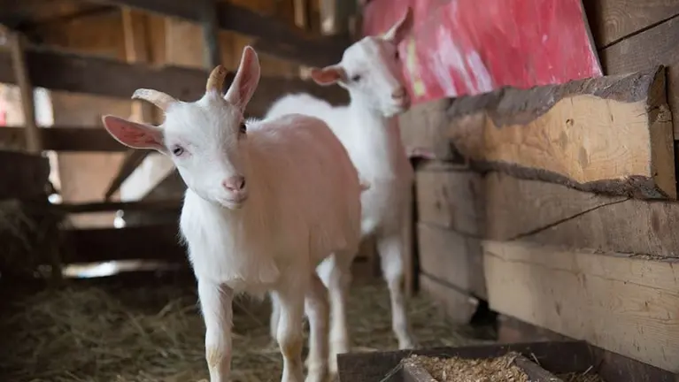 Dos cabras en un establo ARCHIVO
