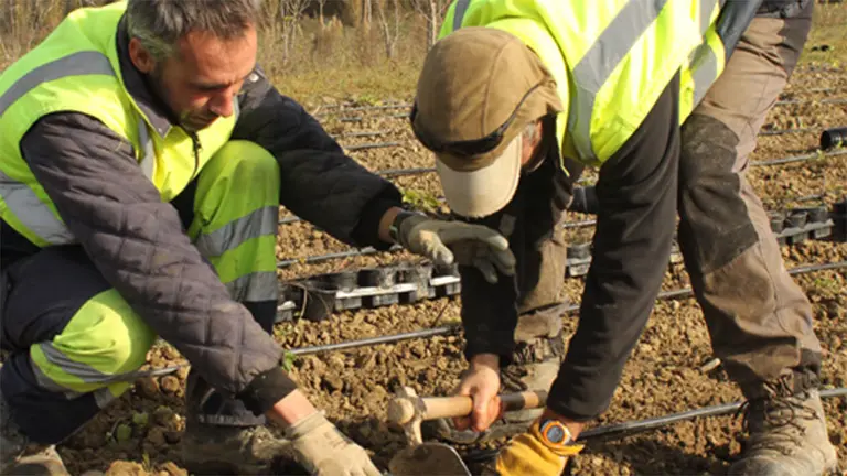 Trabajadores reallizando labores en el campo JOSENEA