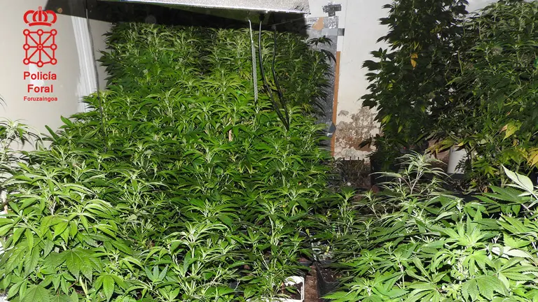 Parte de la plantación. POLICÍA FORAL