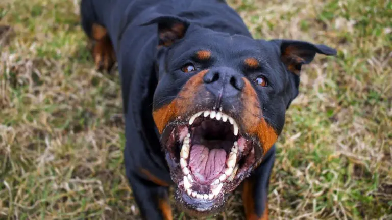 Un perro de la raza rottweiler ARCHIVO