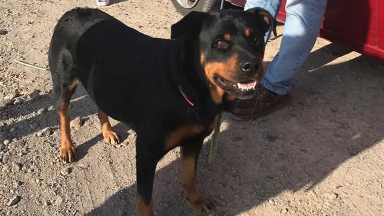 Imagen de un perro de raza rottweiler Foto EUROPA PRESS AYTO LORCA