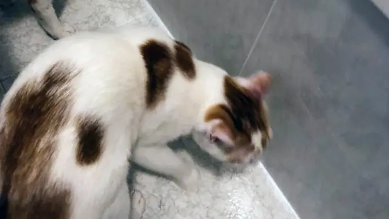 Bingo, el gato desaparecido en una vivienda.