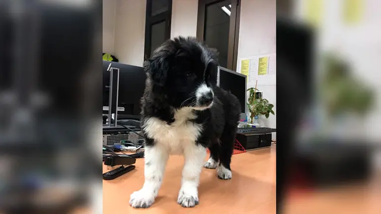 Perro encontrado esta madrugada de martes en las calles de Pamplona. POLICÍA MUNICIPAL DE PAMPLONA