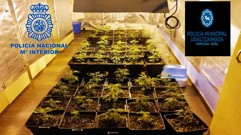 Varias de las plantas de marihuana que se han incautado en Pamplona. POLICÍA