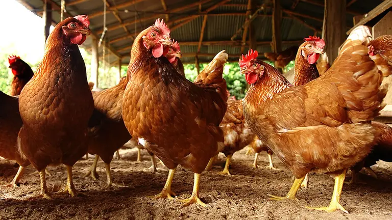 Produccion artesanal en un gallinero en el campo de huevo de gallina