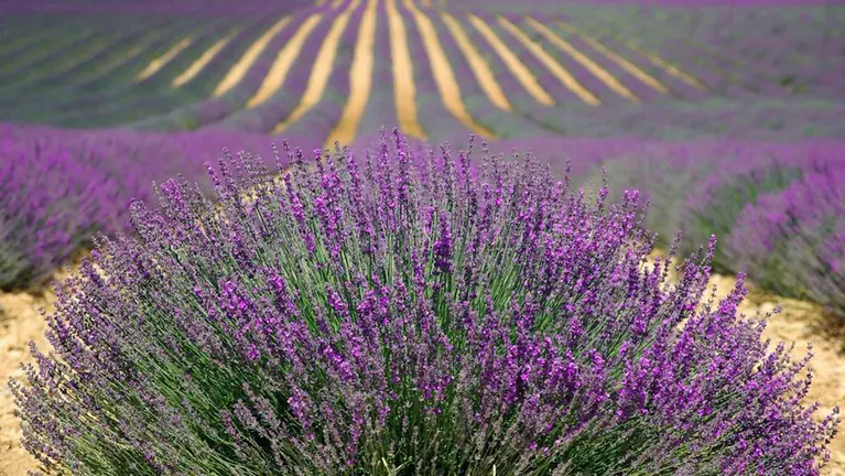 Imagen de archivo de un campo de lavanda ARCHIVO