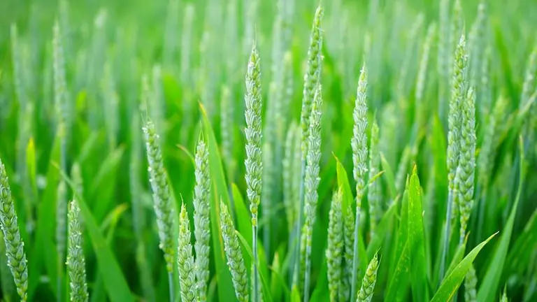 Imagen de archivo de un campo de trigo ARCHIVO