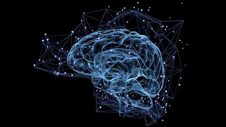 Esquema del análisis científico de un estudio sobre el cerebro humano ARCHIVO