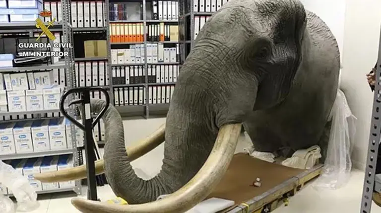 Una cabeza de elefante incautada en Navarra GUARDIA CIVIL