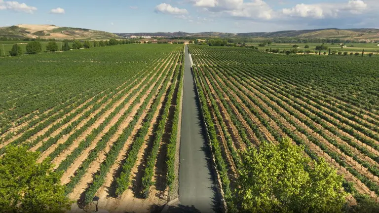 Viñedos de Barón de Ley en Mendavia BARON DE LEY
