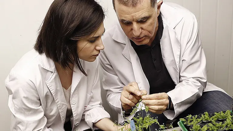 GRAF2278. PAMPLONA, 30/03/2019.- Los investigadores Paco Muñoz y Karmele Gómez, observan en el interior de una cámara de crecimiento Fitotrón, varias plantas de "Arabidopsis Thaliana" en diferentes fases de crecimiento con la que un grupo de estudiantes navarros van a estudiar junto a científicos del CSIC la forma de conseguir cultivos que crezcan en las adversas condiciones de Marte. La "Arabidopsis Thaliana" es conocida como el "ratón de laboratorio", se trata de una planta pequeña con un ciclo de vida muy corto, que es muy fácil de manipular genéticamente y de la que hay colecciones disponibles de cualquier mutación de todos sus genes especiales. EFE/Jesús Diges
