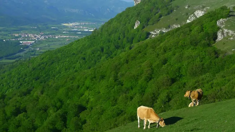 Ganado en los pastos de Urbasa CARLOS EMILIO ALONSO