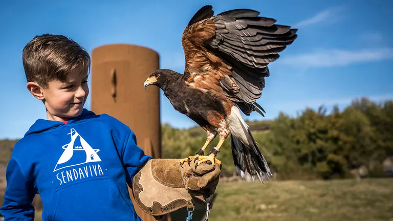 Una de las rapaces de la familia animal de Sendaviva que participa en las exhibiciones de aves Foto SENDAVIVA