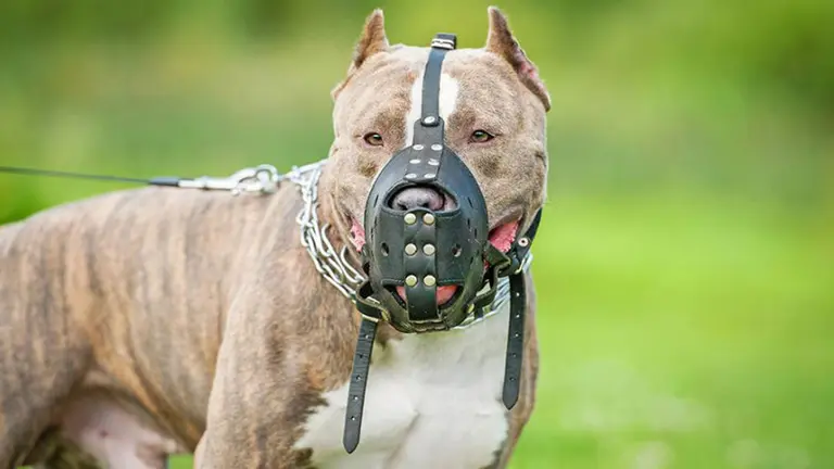 Un perro de la raza American Staffordshire con bozal ARCHIVO