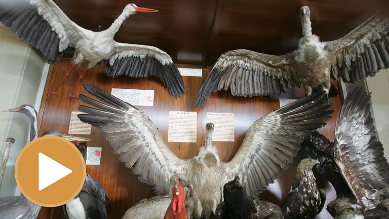 Museo de Ciencias de la Universidad de Navarra (player) UNIVERSIDAD DE NAVARRA