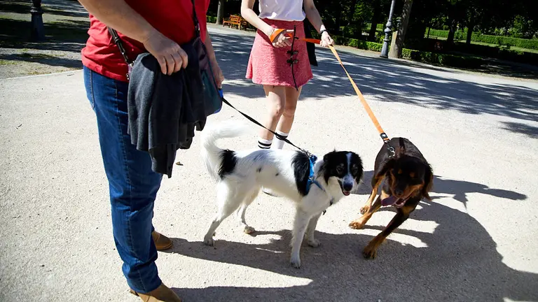 Perros con sus dueños en el parque de la Taconera de Pamplona (138). IÑIGO ALZUGARAY