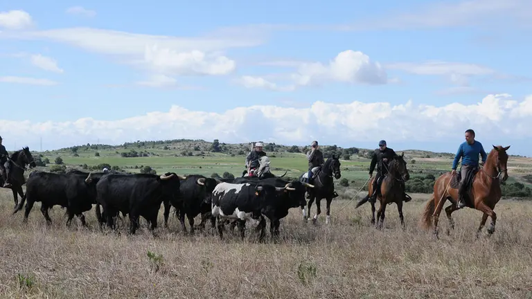 Día de la trashumancia en Caparroso (9) AMAYA LUQUI (9)