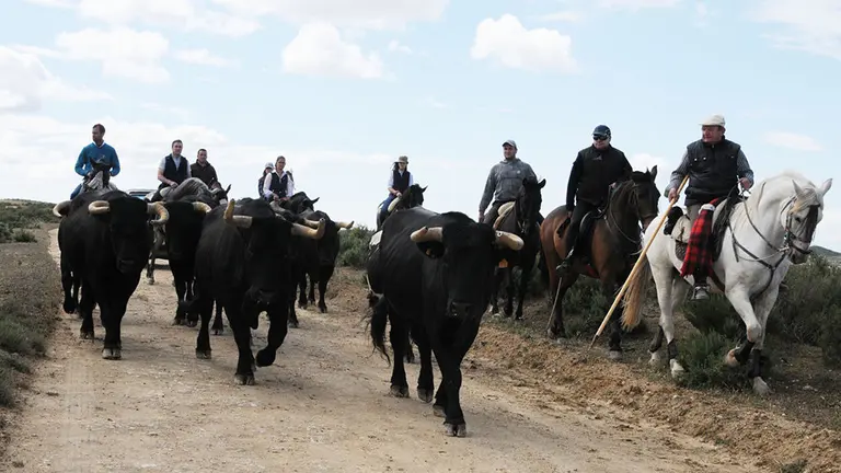 Día de la trashumancia en Caparroso (13) AMAYA LUQUI (13)