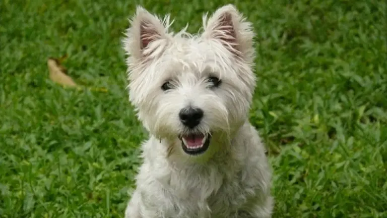 Imagen de archivo de un perro.