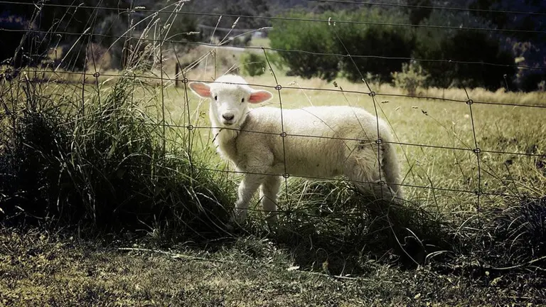 Imagen de un cordero en una parcela en el campo ARCHIVO