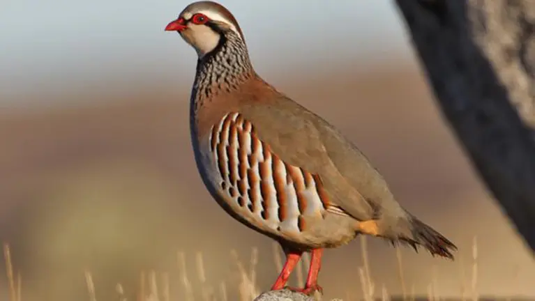 perdiz-kJlD--620x349@abc