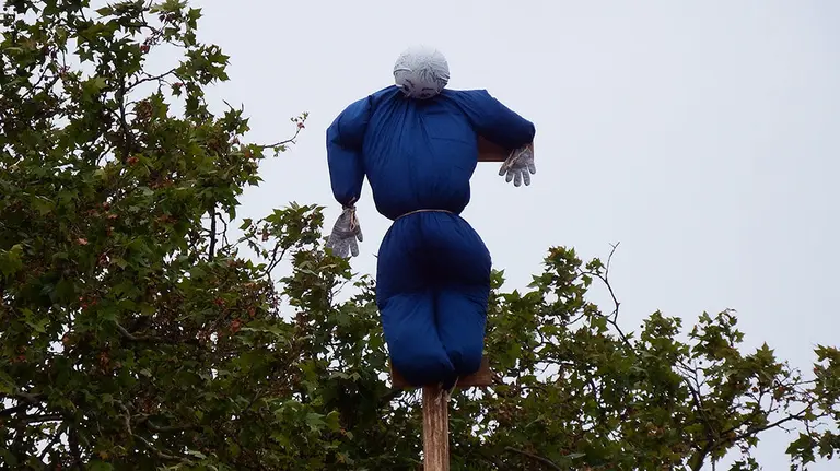 El mayo clavado en lo alto del chopo