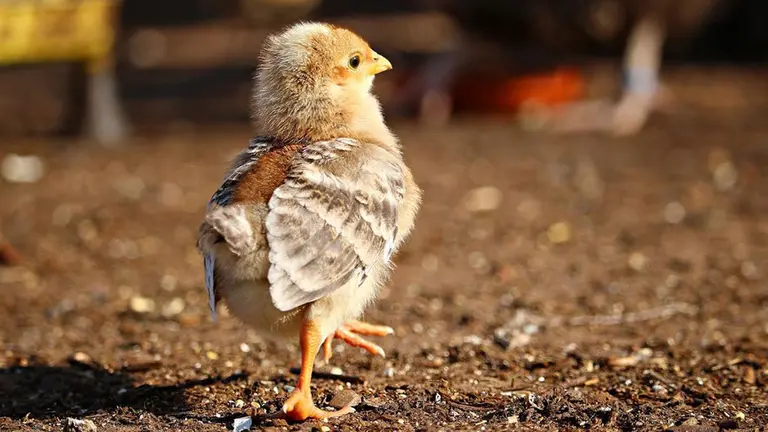 Imagen de un pollo en un campo INTIA