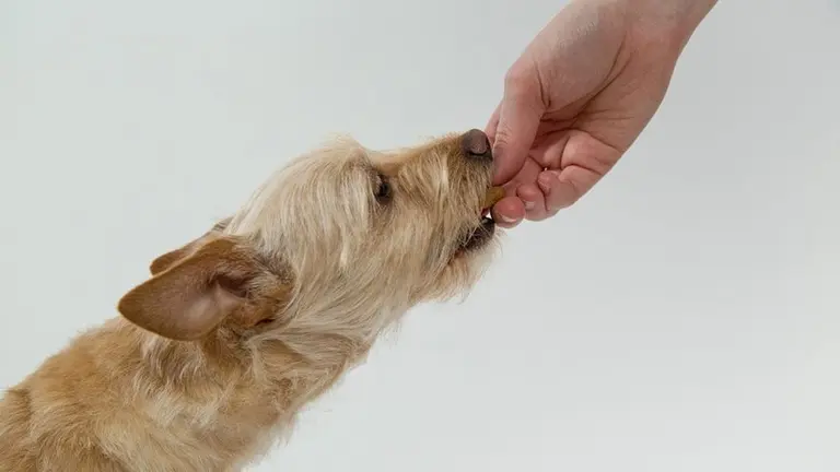 Una persona da de comer a un perro ARCHIVO