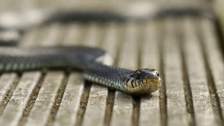 Imagen de una culebra por la calle ARCHIVO
