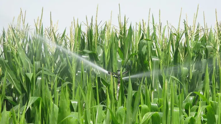 Un aspersor en medio de un campo de maíz INTIA