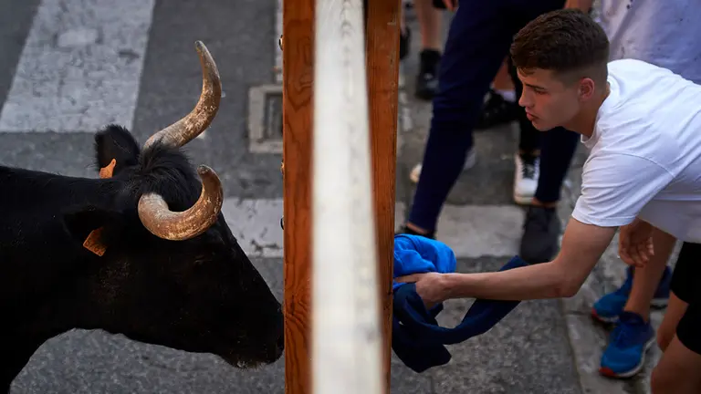 Última suelta de reses en la localidad navarra de Orkoien con vacas de la ganadería Bretos Fernandez. MIGUEL OSÉS