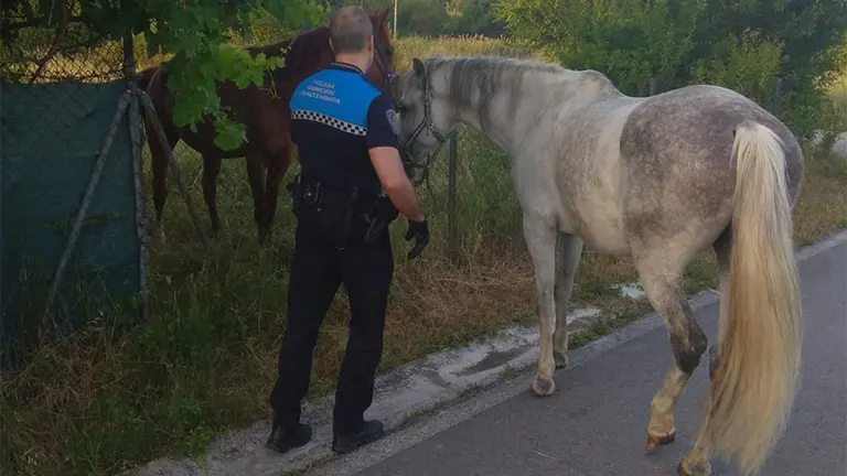Un Agente de la Policía retirando al equino de la vía pública. CEDIDA