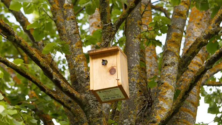 cajas-nido para aves UPNA