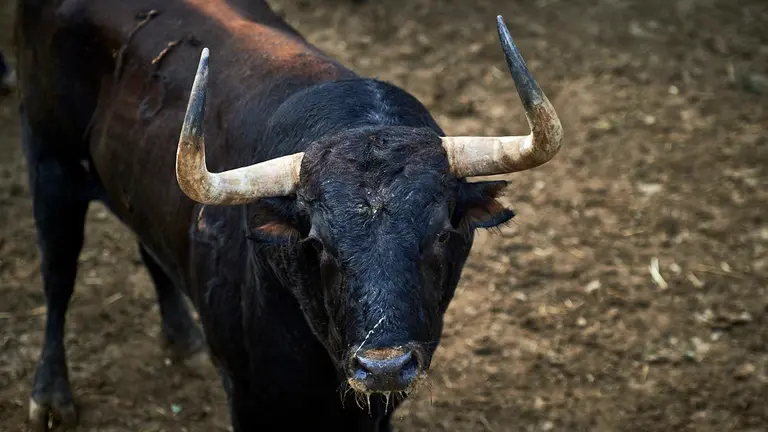 El Toro 'Cortijero' (nº 15) de la ganadería de Jandilla (10 de julio) y de 585 kilos de peso en los corrales del Gas de Pamplona. MIGUEL OSÉS