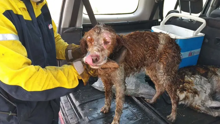 perro herido en Echavacoiz