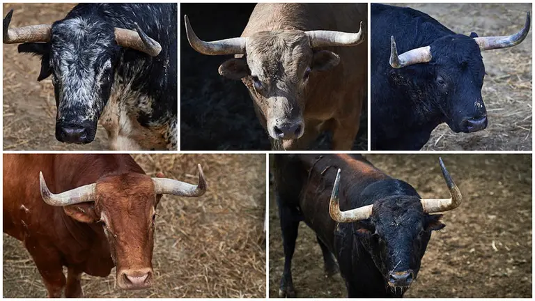 Toros de distintas ganaderías, en los corrales del Gas de Pamplona. MIGUEL OSÉS