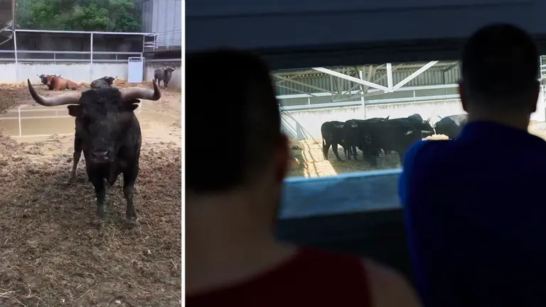 Imagen del Miura que se ha hecho viral tras ser grabado por Natalia Rivas en los Corrales del Gas, donde se ha mostrado desafiante y ha respondido a las incitaciones de los espectadores Fotos TWITTER Natalia14rr Y ARCHIVO