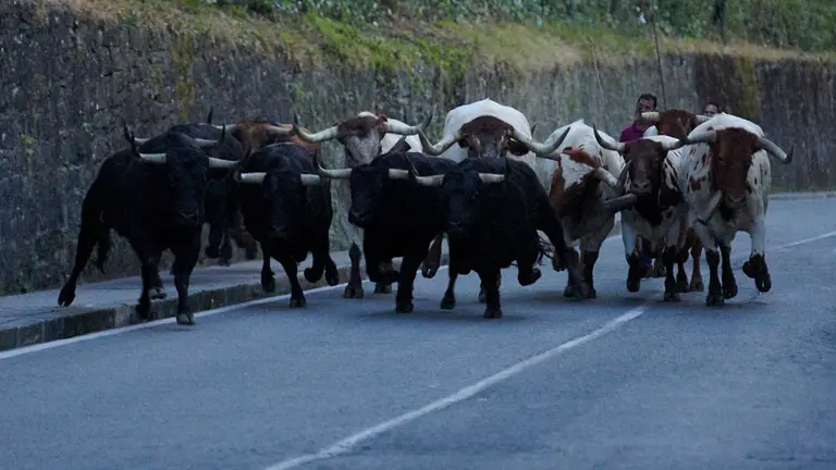 Quinto encierrillo de las fiestas de San Fermín de 2019 con toros de Victoriano del Río. PABLO LASAOSA 4