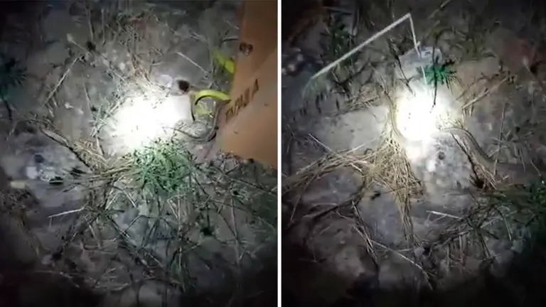 Capturan una culebra de escalera en la ermita de Andion, en Mendigorría BOMBEROS DE NAVARRA