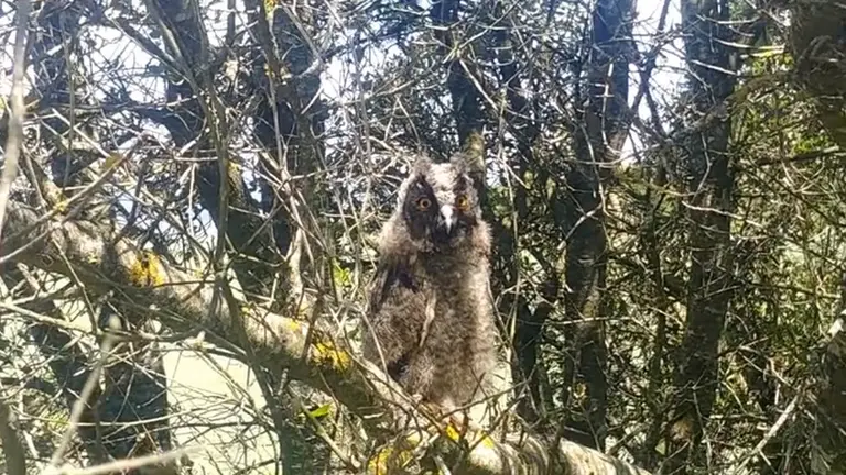 Imagen del búho chico encontrado por Guarderío Forestal en la Sierra de Tajonar. CEDIDA
